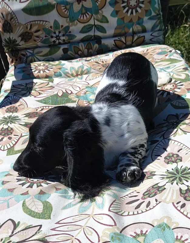 Boomer , a male Miniature Dachshund for sale in Yale, OK – 1 of 8
