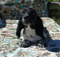 Boomer , a male Miniature Dachshund for sale in Yale, OK – 7 of 8