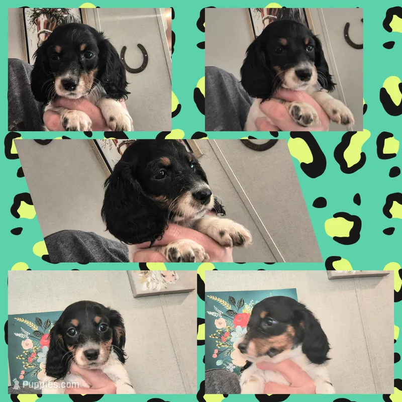 Valentina , a female Dachshund for sale in Yale, OK – Photo 1 of 5