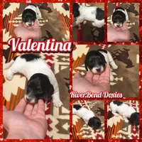 Valentina , a female Dachshund for sale in Yale, OK – Photo 4 of 5