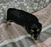 Kia, a female Miniature Dachshund for sale in Yale, OK – 4 of 8