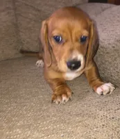 Bandit, a male Miniature Dachshund for sale in Yale, OK – 2 of 9