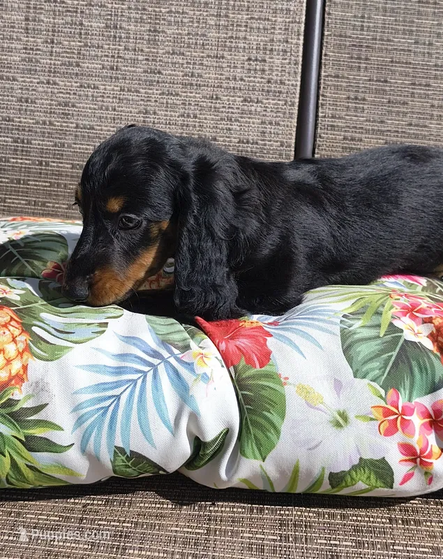 Noodles, a male Miniature Dachshund for sale in Yale, OK – 1 of 10