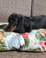 Noodles, a male Miniature Dachshund for sale in Yale, OK – 1 of 10