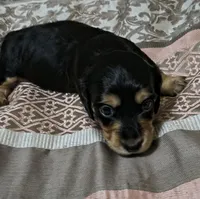 Kia, a female Miniature Dachshund for sale in Yale, OK – 5 of 8