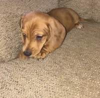 Balto, a male Miniature Dachshund for sale in Yale, OK – 8 of 10