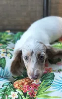 Misty, a female Miniature Dachshund for sale in Yale, OK – 4 of 10