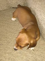 Bandit, a male Miniature Dachshund for sale in Yale, OK – 3 of 9