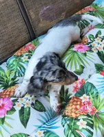 Decker , a male Miniature Dachshund for sale in Yale, OK – 3 of 10