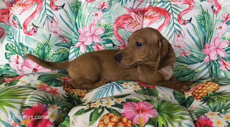 Balto – Miniature Dachshund puppy for sale in Yale, OK