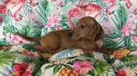 Balto, a male Miniature Dachshund for sale in Yale, OK – 3 of 10