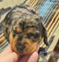 Plopper, a male Dachshund for sale in Yale, OK – Photo 2 of 8