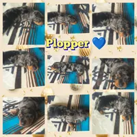 Plopper, a male Dachshund for sale in Yale, OK – Photo 8 of 8