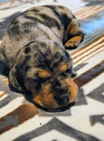 Plopper, a male Dachshund for sale in Yale, OK – Photo 1 of 8