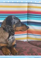 Merlin , a male Miniature Dachshund for sale in Yale, OK – Photo 4 of 4