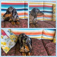 Merlin , a male Miniature Dachshund for sale in Yale, OK – Photo 2 of 4