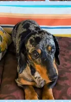 Merlin , a male Miniature Dachshund for sale in Yale, OK – Photo 3 of 4