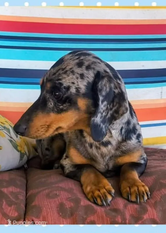 Merlin  – Miniature Dachshund puppy for sale in Yale, OK