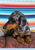 Merlin , a male Miniature Dachshund for sale in Yale, OK – Photo 1 of 4