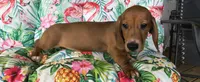 Bandit, a male Miniature Dachshund for sale in Yale, OK – 4 of 6