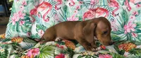 Bandit, a male Miniature Dachshund for sale in Yale, OK – 3 of 6