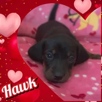 Hawk, a female Dachshund for sale in Yale, OK – Photo 5 of 5