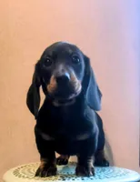 Hawk, a female Dachshund for sale in Yale, OK – Photo 3 of 5