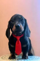 Hawk, a female Dachshund for sale in Yale, OK – Photo 1 of 5