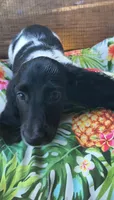 Boomer , a male Miniature Dachshund for sale in Yale, OK – 6 of 8