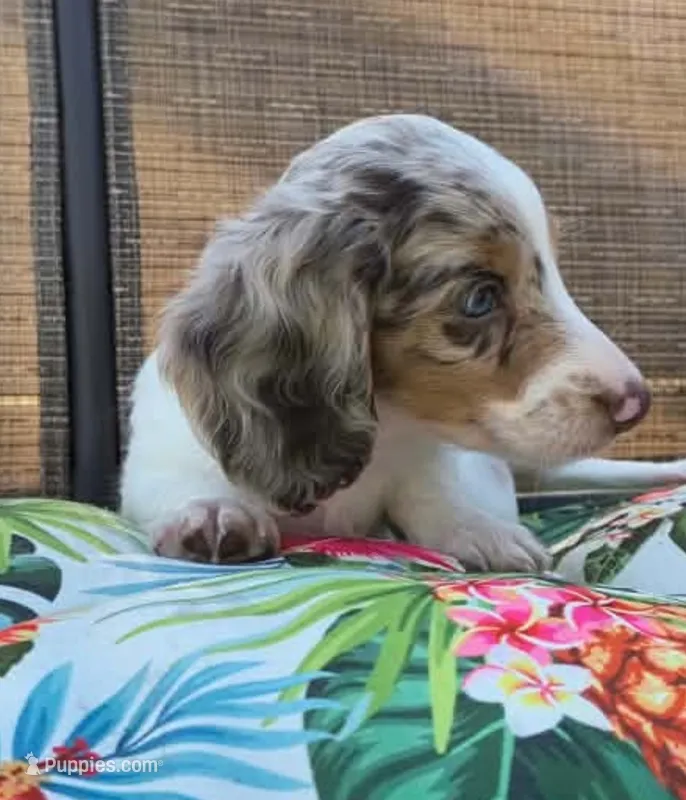 Miso, a male Miniature Dachshund for sale in Yale, OK – 1 of 8