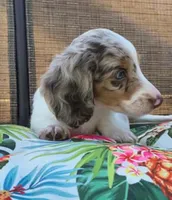 Miso, a male Miniature Dachshund for sale in Yale, OK – 1 of 8