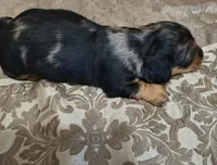 Lotus, a female Miniature Dachshund for sale in Yale, OK – 3 of 7