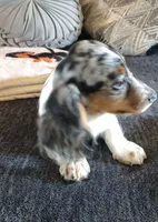 Decker , a male Miniature Dachshund for sale in Yale, OK – 2 of 10