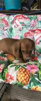 Bandit, a male Miniature Dachshund for sale in Yale, OK – 2 of 6