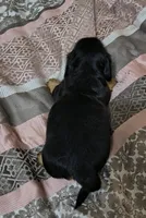 Ren, a male Miniature Dachshund for sale in Yale, OK – 8 of 8