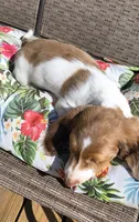 Tofu , a male Miniature Dachshund for sale in Yale, OK – 10 of 10