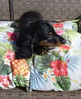 Noodles, a male Miniature Dachshund for sale in Yale, OK – 3 of 10