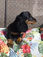 Noodles, a male Miniature Dachshund for sale in Yale, OK – 8 of 10
