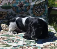 Boomer , a male Miniature Dachshund for sale in Yale, OK – 5 of 8