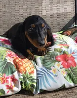 Noodles, a male Miniature Dachshund for sale in Yale, OK – 6 of 10