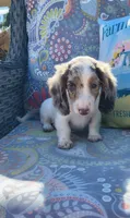 Miso, a male Miniature Dachshund for sale in Yale, OK – 6 of 8