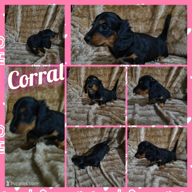 Corral – Miniature Dachshund puppy for sale in Yale, OK