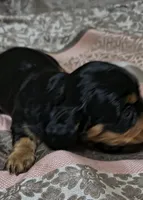 Suki, a female Miniature Dachshund for sale in Yale, OK – 2 of 6