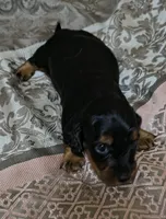 Ren, a male Miniature Dachshund for sale in Yale, OK – 4 of 8