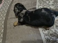 Lotus, a female Miniature Dachshund for sale in Yale, OK – 7 of 7