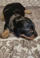 Lotus, a female Miniature Dachshund for sale in Yale, OK – 6 of 7