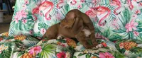 Bandit, a male Miniature Dachshund for sale in Yale, OK – 5 of 6