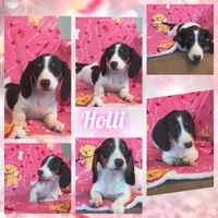 Holli, a female Dachshund for sale in Yale, OK – Photo 4 of 4