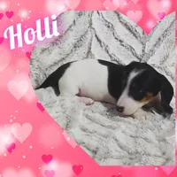 Holli, a female Dachshund for sale in Yale, OK – Photo 3 of 4