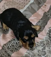 Jules, a female Miniature Dachshund for sale in Yale, OK – 7 of 8
